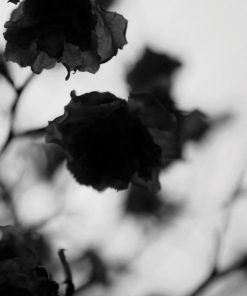 Strandco.shopbaf836f889 3